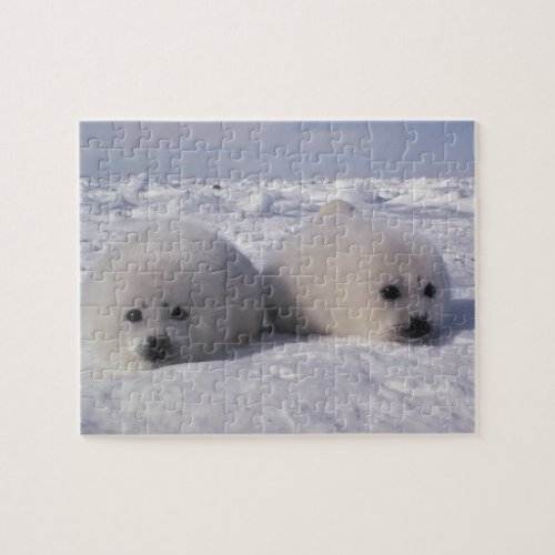 Harp seal Phoca groenlandica Harp seal pups Jigsaw Puzzle