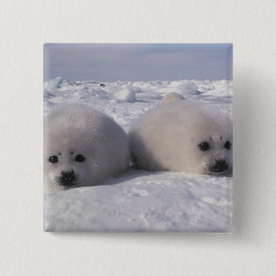 Harp seal (Phoca groenlandica) Harp seal pups Pinback Button