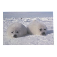 Harp seal (Phoca groenlandica) Harp seal pups