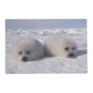 Harp seal (Phoca groenlandica) Harp seal pups Placemat