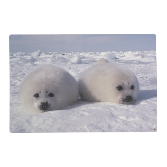 Harp seal (Phoca groenlandica) Harp seal pups Placemat (Front)