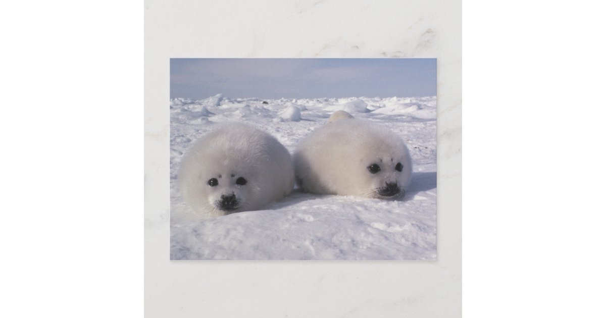 cute harp seals pups