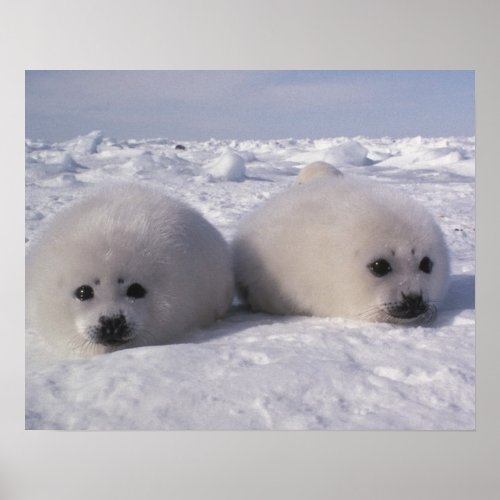 Harp seal Phoca groenlandica Harp seal pups Poster