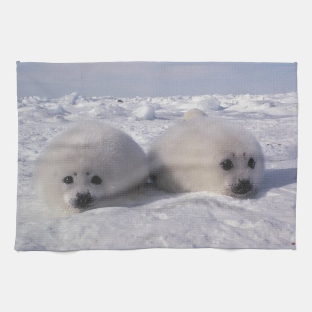 Harp seal (Phoca groenlandica) Harp seal pups Towel (Horizontal)