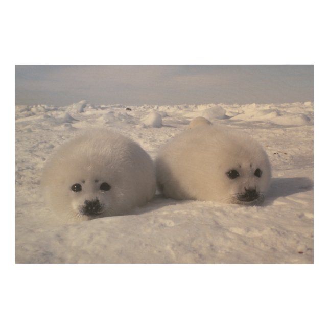 Harp seal (Phoca groenlandica) Harp seal pups Wood Wall Decor (Front)