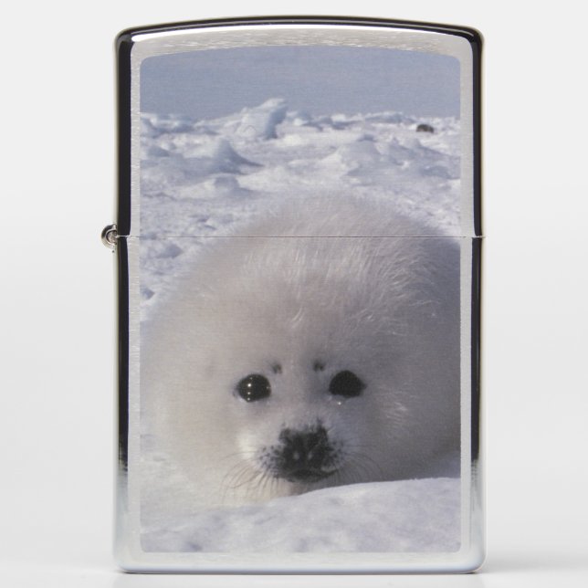 Harp seal (Phoca groenlandica) Harp seal pups Zippo Lighter (Front)