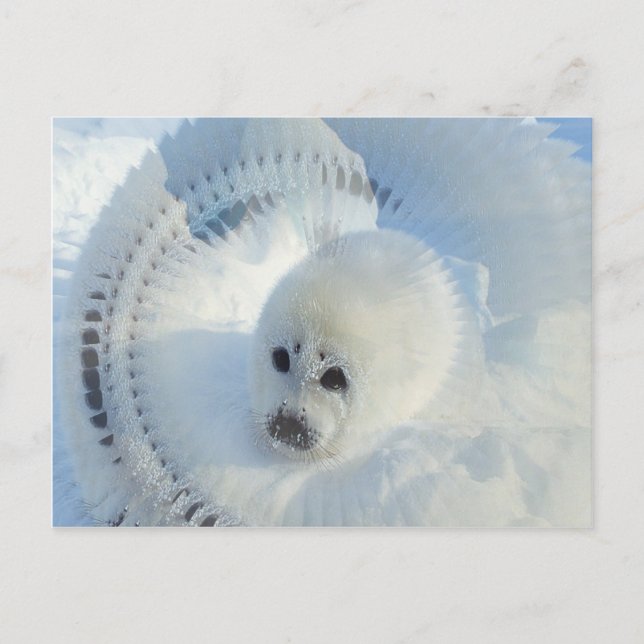 Harp Seal Postcard (Front)