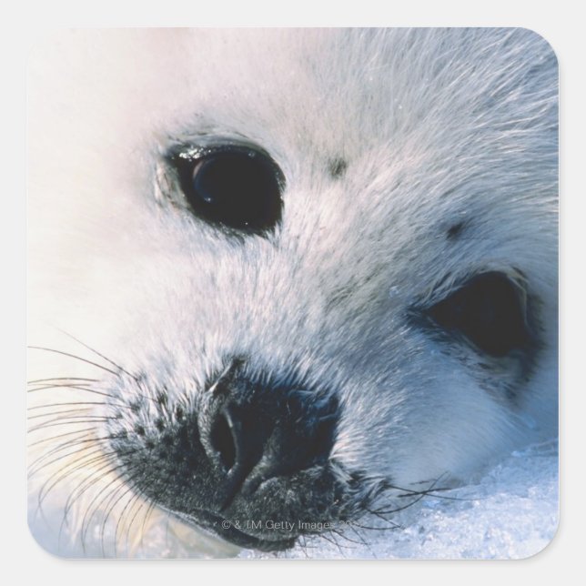 Harp seal pup 2 (Front)