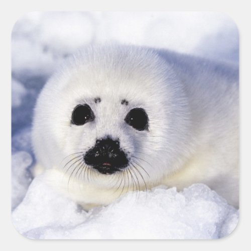 Harp seal pup ice Gulf of St Lawrence