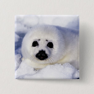 Harp seal pup ice Gulf of St. Lawrence, Button