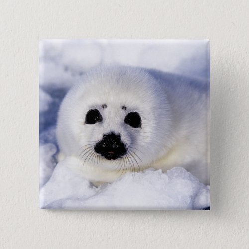 Harp seal pup ice Gulf of St Lawrence Button