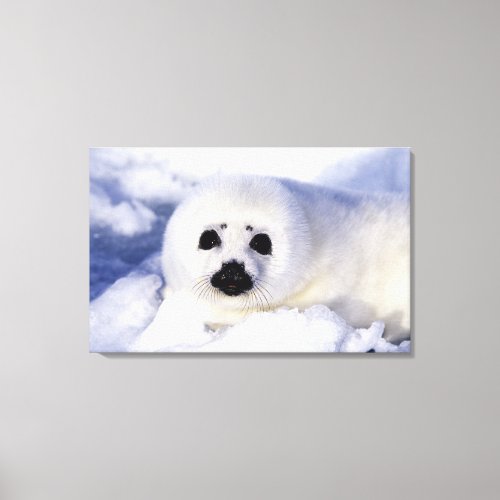 Harp seal pup ice Gulf of St Lawrence Canvas Print