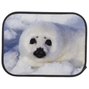 Harp seal pup ice Gulf of St. Lawrence, Car Mat