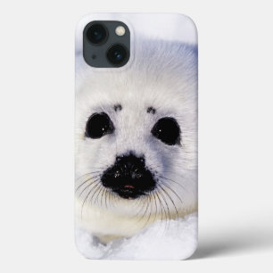Harp seal pup ice Gulf of St. Lawrence, iPhone 13 Case