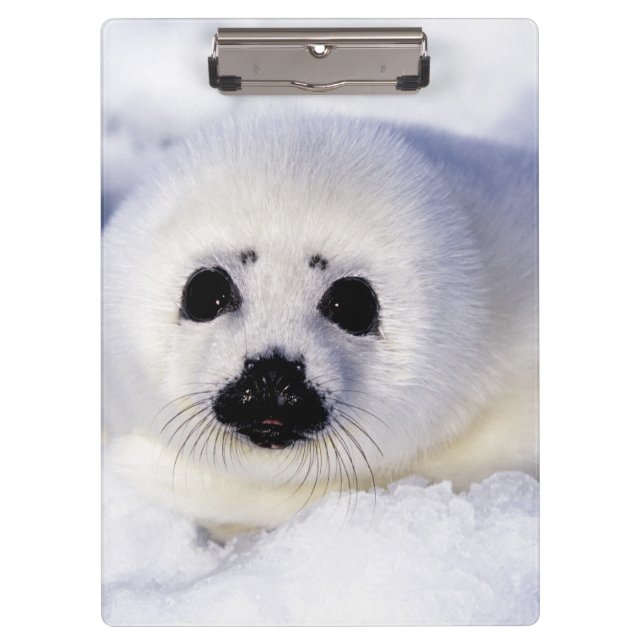 Harp seal pup ice Gulf of St. Lawrence, Clipboard (Front)