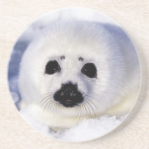 Harp seal pup ice Gulf of St Lawrence Coaster