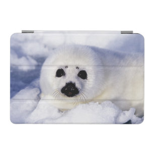 Harp seal pup ice Gulf of St. Lawrence, iPad Mini Cover