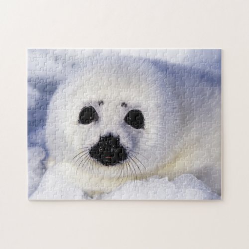 Harp seal pup ice Gulf of St Lawrence Jigsaw Puzzle