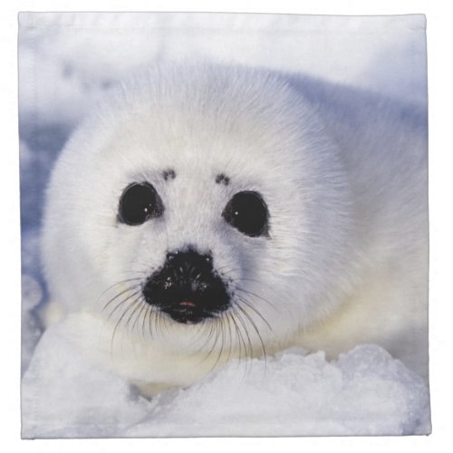 Harp seal pup ice Gulf of St Lawrence Napkin