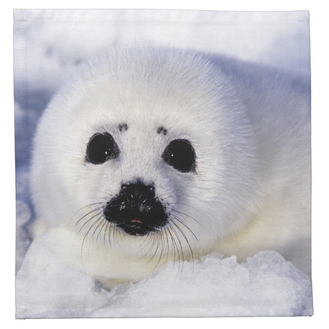 Harp seal pup ice Gulf of St. Lawrence, Napkin (Front)