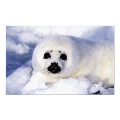 Harp seal pup ice Gulf of St Lawrence Photo Print