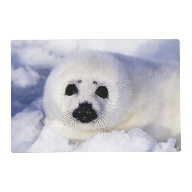 Harp seal pup ice Gulf of St. Lawrence, Placemat (Front)