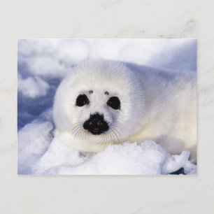 Harp seal pup ice Gulf of St. Lawrence, Postcard