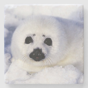 Harp seal pup ice Gulf of St. Lawrence, Stone Coaster