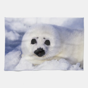 Harp seal pup ice Gulf of St. Lawrence, Towel