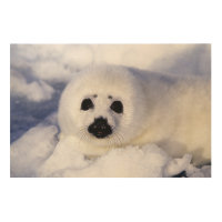 Harp seal pup ice Gulf of St. Lawrence,
