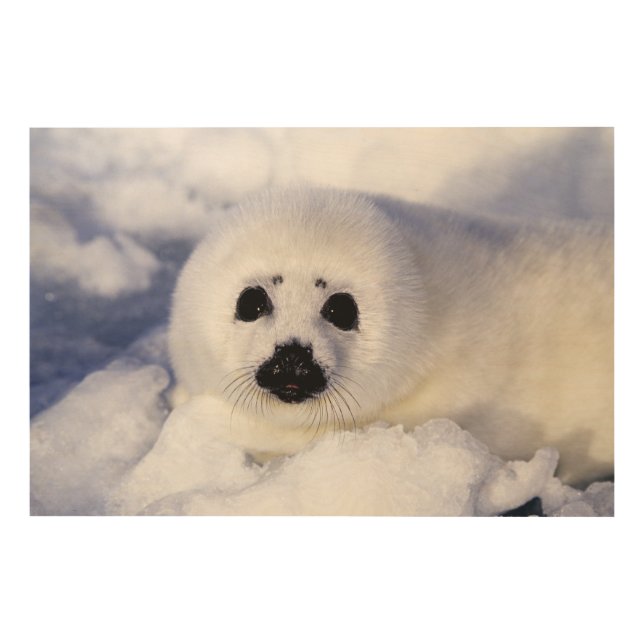 Harp seal pup ice Gulf of St. Lawrence, Wood Wall Decor (Front)