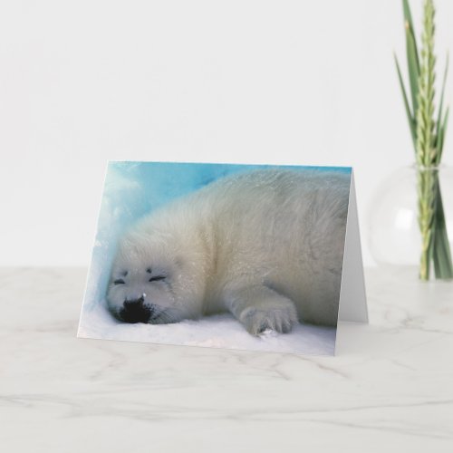 Harp Seal Pup Sleeping Card