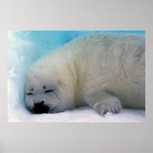 Harp Seal Pup Sleeping Poster