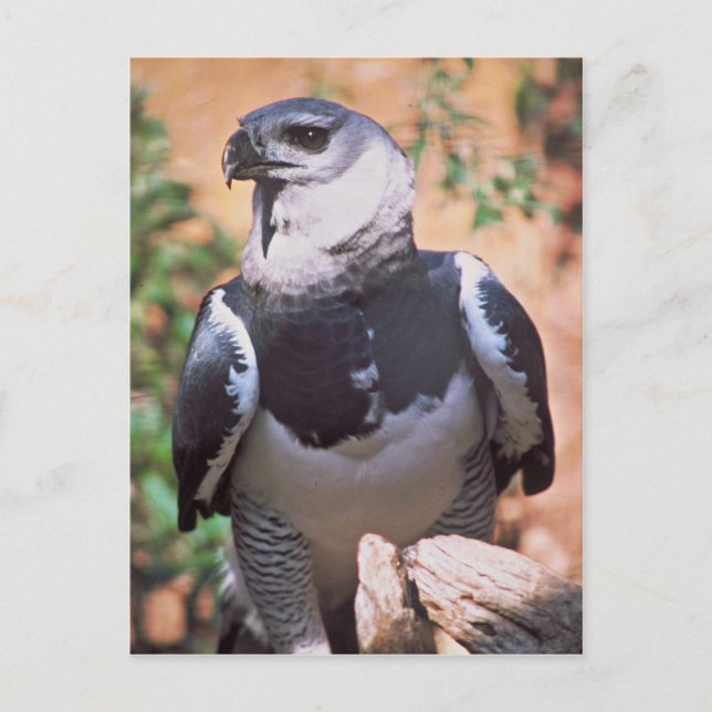 Harpey Eagle Postcard (Front)