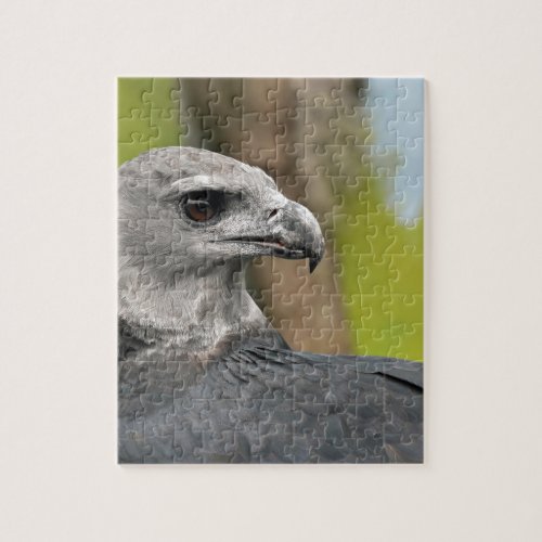 Harpy Eagle 1JPG Jigsaw Puzzle