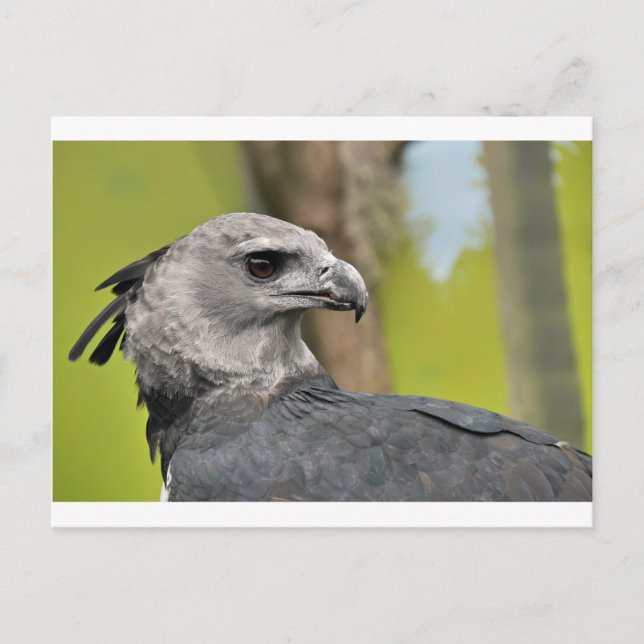 Harpy Eagle 1.JPG Postcard (Front)