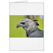 Harpy Eagle 2.JPG (Front)