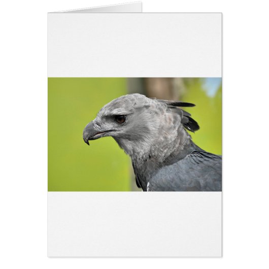 Harpy Eagle 2.JPG (Front)