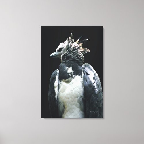 Harpy Eagle Canvas Print