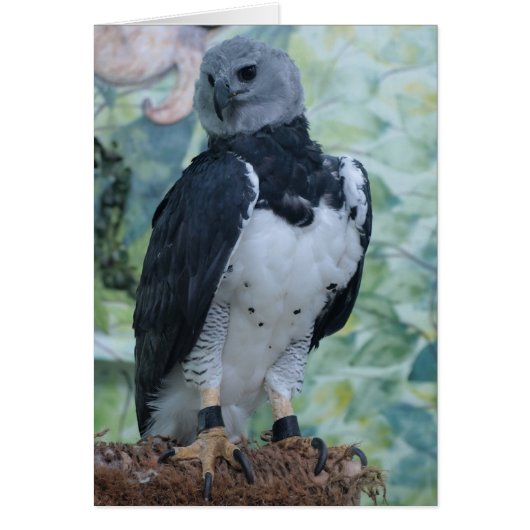 Harpy Eagle Cards (Front)