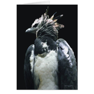 Harpy Eagle Cards