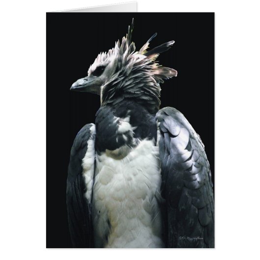Harpy Eagle Cards (Front)