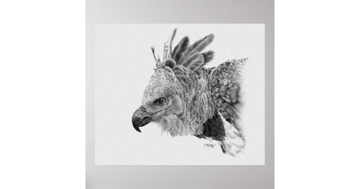 Harpy Eagle' Poster, picture, metal print, paint by Wolf Design