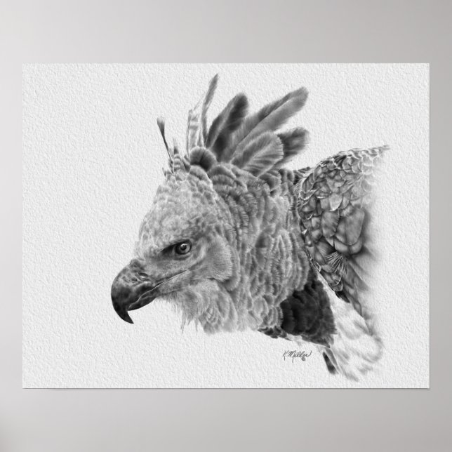 Harpy Eagle Drawing Poster (Front)
