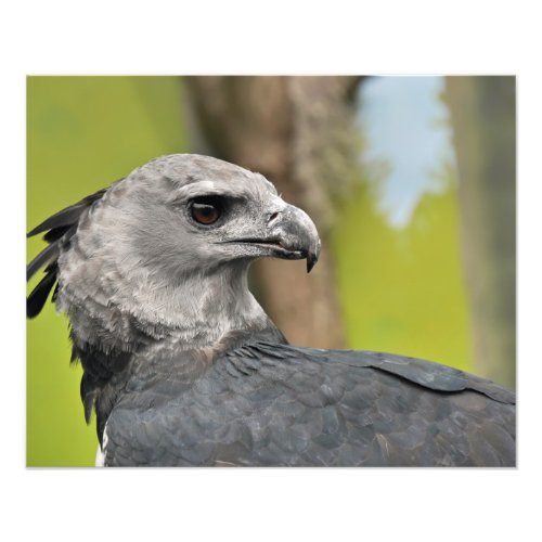 Harpy Eagle Photo Print
