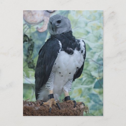 Harpy Eagle Postcard