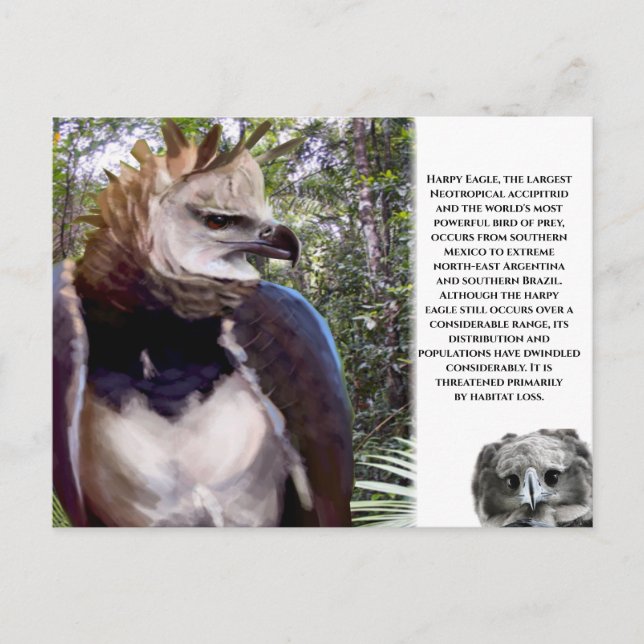 "Harpy Eagle" Postcard (Front)