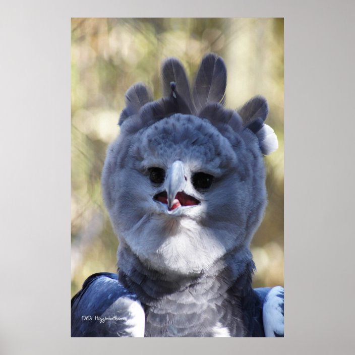 harpy eagle plush toy