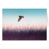 Harrier Hawk (Front Horizontal)