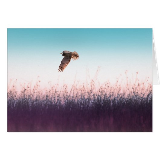Harrier Hawk Cards (Front Horizontal)